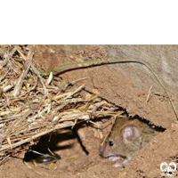 گونه موش صحرایی هیرکانی Hyrcanian Filed Mouse